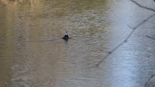 Hooded Merganser Mating Call #birding #ducks #spring #river #nature #canada #canon 