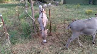 I Count Eight Donkeys Every Day