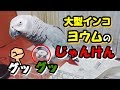 大型インコのヨウムのじゃんけん！さんちゃんはおもしろい!