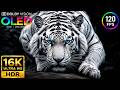 Epic 16K Video 120fps | BEST HDR Nature Dolby Vision | OLED Showcase