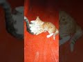 Düello zamanı #cat #cats #funnyvideo #shorts #viralvideo