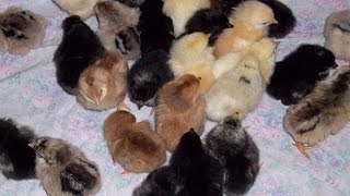 видео Инкубация куриных яиц: режим, температура, стадии