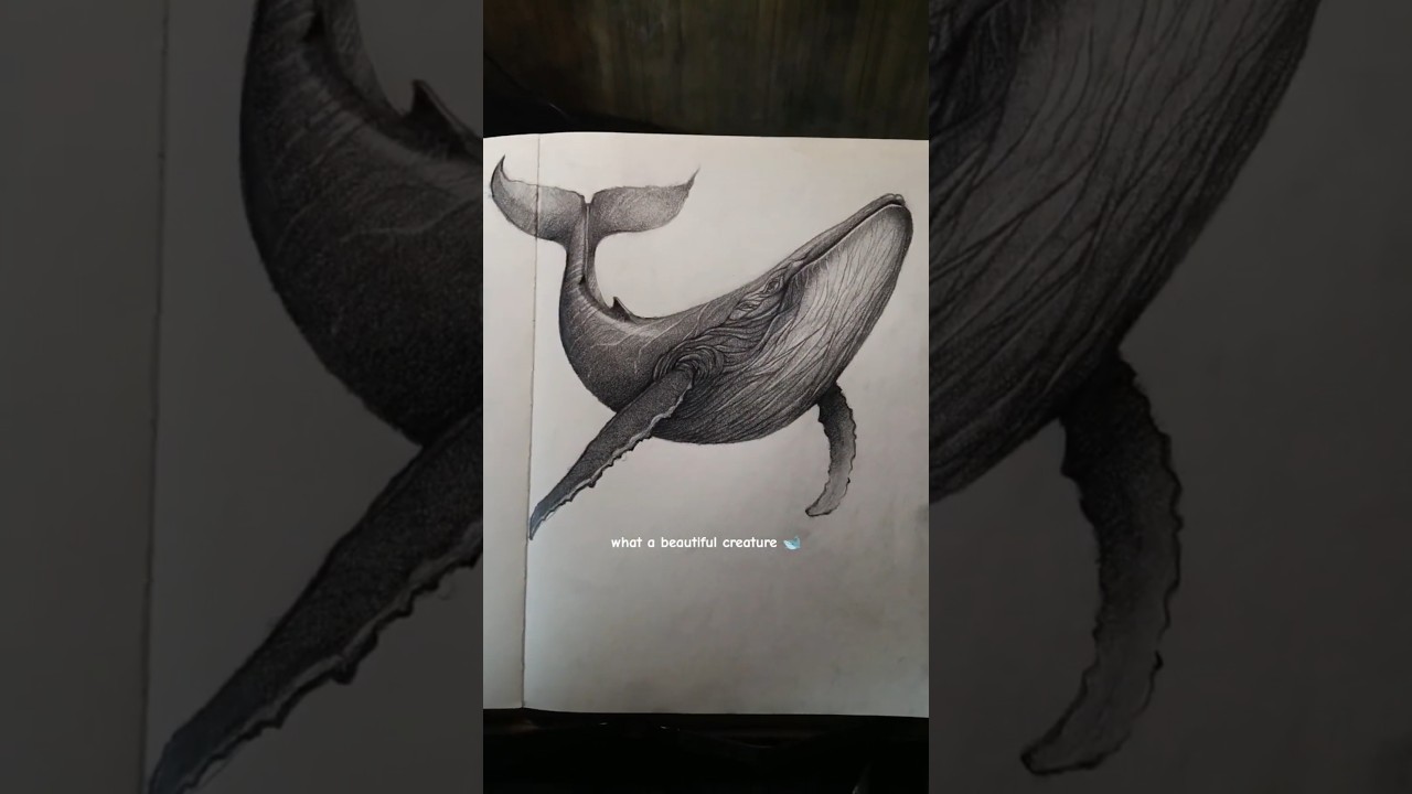How I Draw a Whale? | Humpback Whale 
