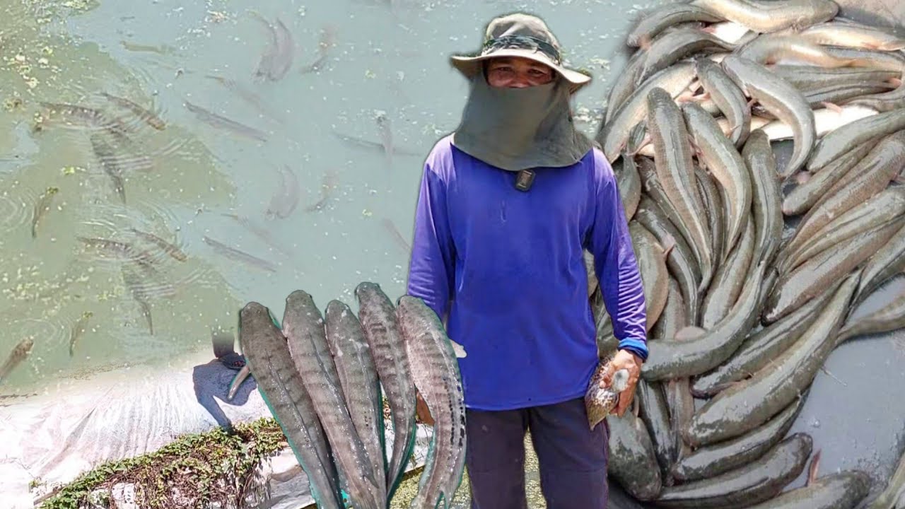 สุดยอดภูมิปัญญาจับปลาช่อนนามาเลี้ยง ออกลูกขยายพันธุ์จนเต็มบ่อ!! 