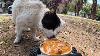 IMPRESSIVE STREET CAT EATING FROM REMOTE CONTROLLED CAR 🐈