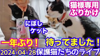 202404−28 保護猫たちの「ほっこり猫ライブ」ハッチマック黒猫めめがんサバイバーママ Cat live Stream in Japan Cat Life TV