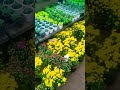 Rain | Beautiful Flowers in Garden | #Shorts