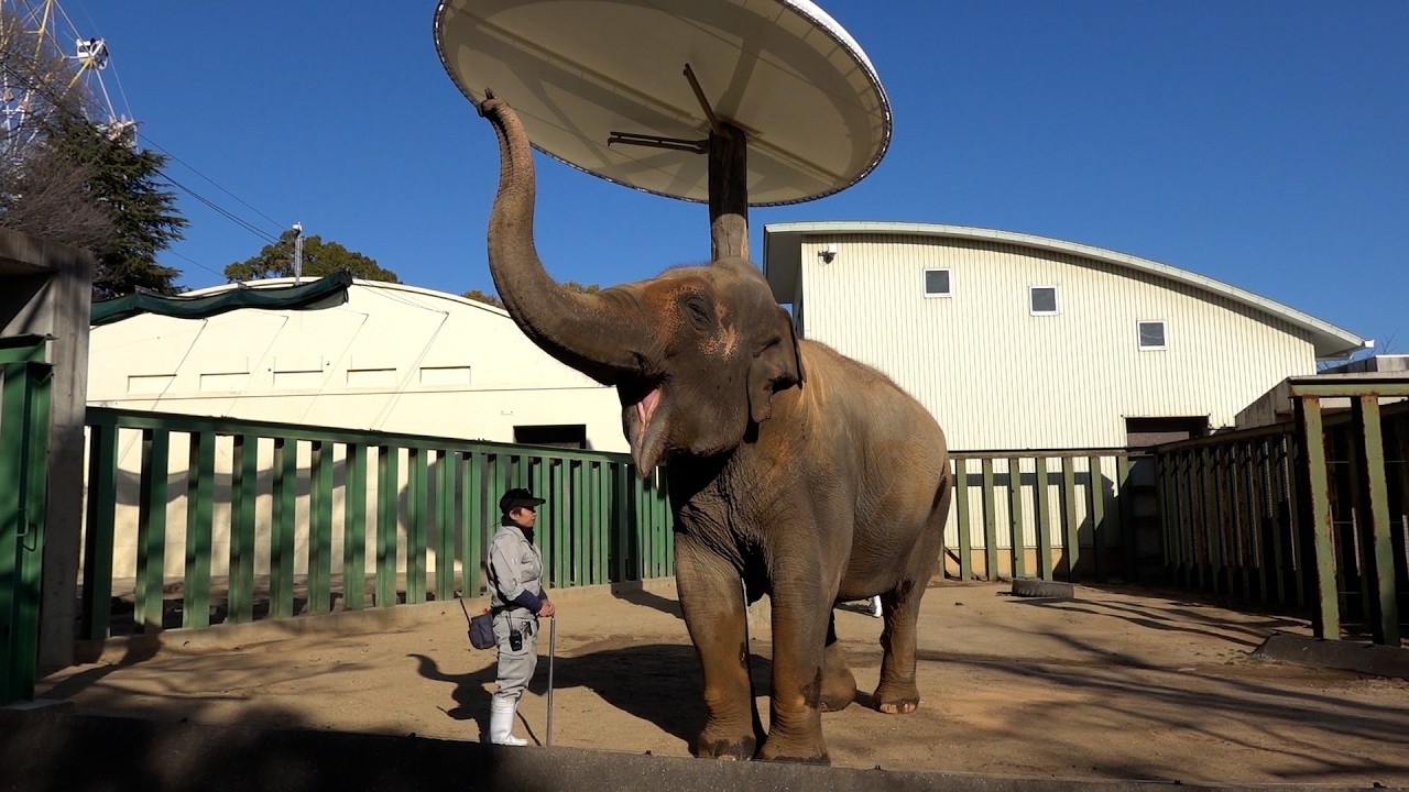 2026.02.19 15:23 ズゼ トレーニング（伏せ、お座り、爪のお手入れ）※Tさん撮影挿入