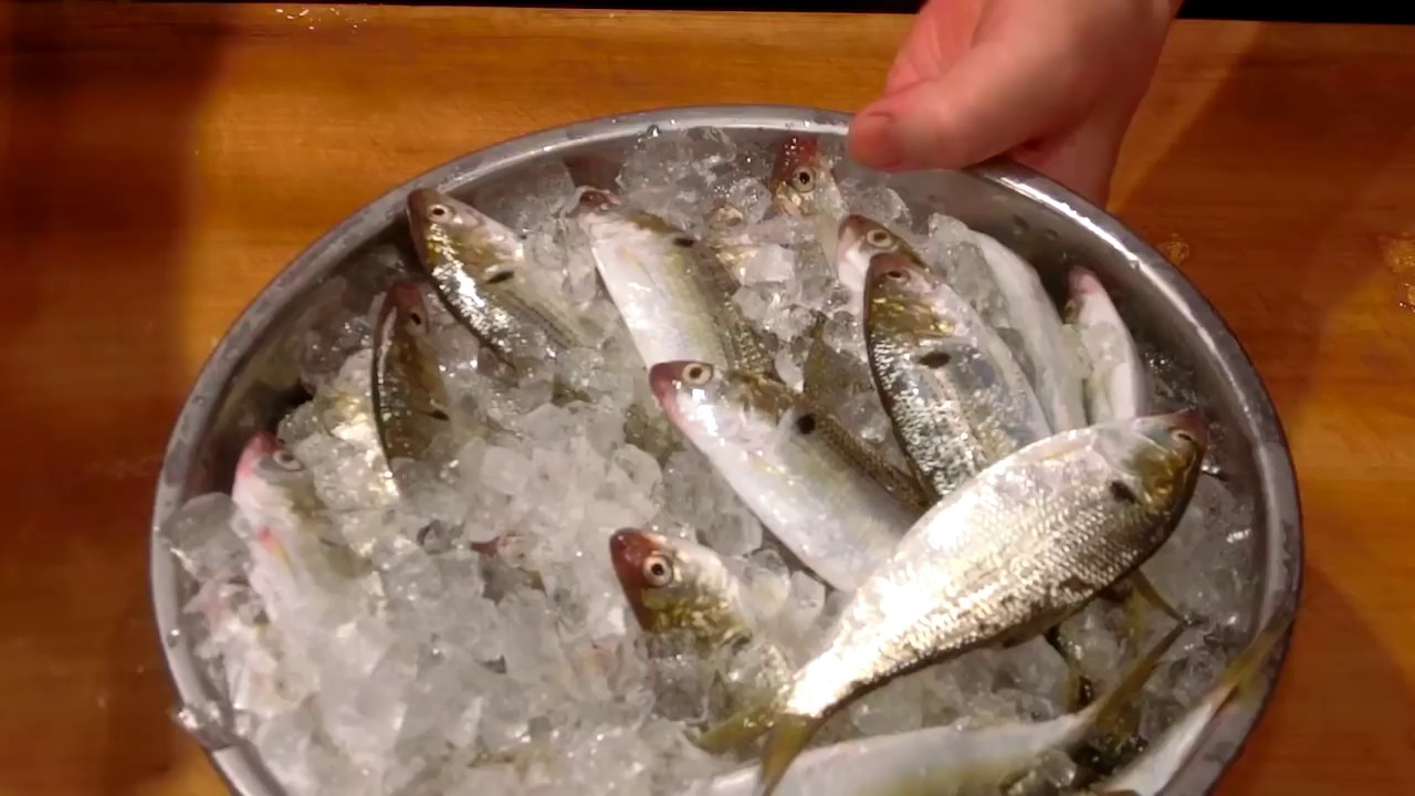 コハダ 小鰭 の捌きと酢締め 1 大和の 和の料理 酢締め Youtube