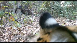 Kumpulan Video Camera Trap di Hutan Harapan.