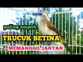 suara burung trucuk betina memanggil jantan, Ampuh buat pancingan trucuk agar nyaut gacor