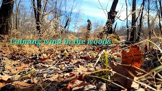 Wind in the bog. Early spring sounds, grass and dry leaves rustling around in the breeze.