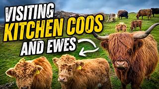 Van Life Scotland | Kitchen Coos & Ewes Adventure