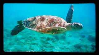 Кілька видів підводного світу черепахи
