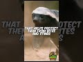This Animal Is So Fearless… Even Lions Avoid It 😳 #animalfacts #youtubeshorts