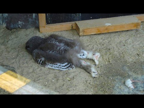 Why do owls sleep this way? The unusual sleeping habits of different animals.