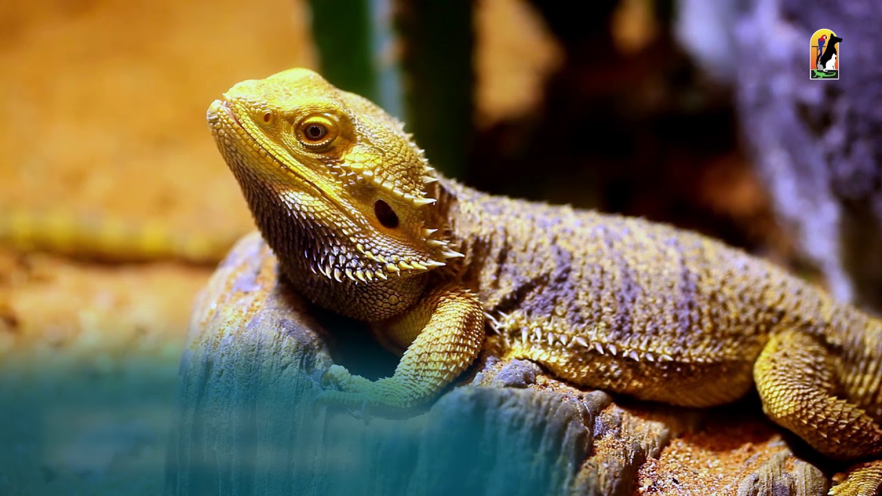 reptile specialists near me