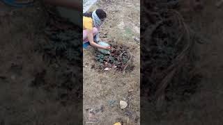 Replacing Dead Plants..mauring M Watering To Dry Plants