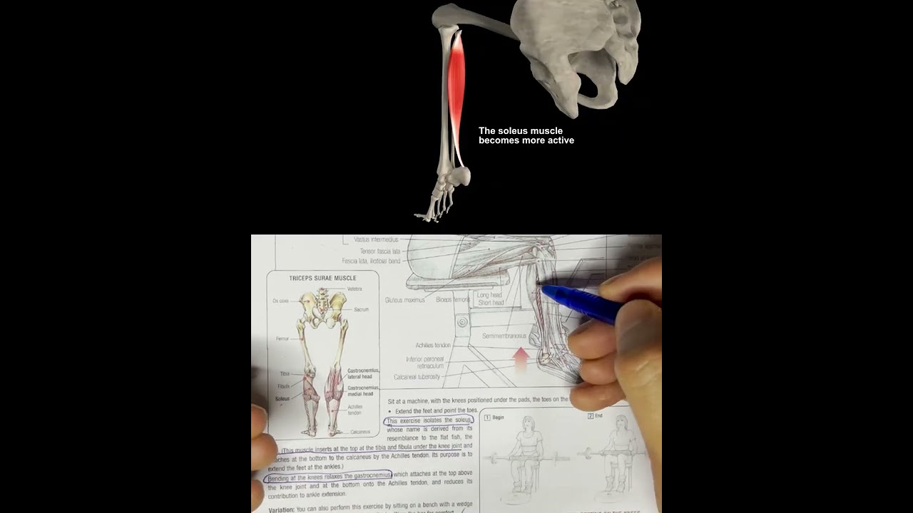 السمانة ليه مش بتكبر و ايه سبب المشكلة ؟ و ايه حلها ؟
