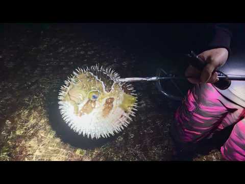 I cook the creatures I catch while clamming in the middle of the night!