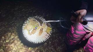 真夜中の潮干狩りで捕った生き物で鍋とサザエの壺焼きを作る！