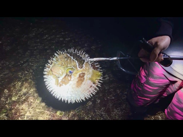 真夜中の潮干狩りで捕った生き物で鍋とサザエの壺焼きを作る！