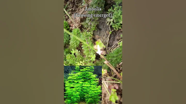 Aquarium Plant in the Wild in India  #aquaticplants