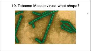Viral structure and replication