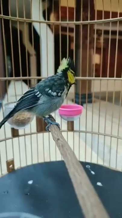 gelatik himalaya,, burung langka, burung unik