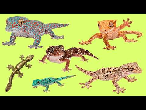 Can You Name These 25 Geckos? 🦎 Learn English Vocabulary with Audio