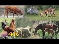 🌄 Domestic animals - Horses Cows Goats Sheep Roosters and Chickens for education - 4K video