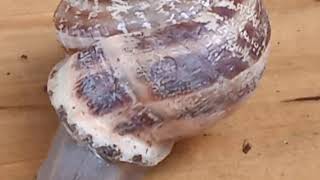 SALYANGOZ SÜMÜKLÜ BÖCEK | BEŞİKTAŞ İSTANBUL 2021