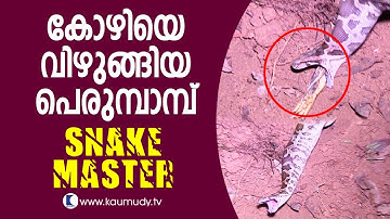 OMG ! | The python that swallowed hen | Snake Master EP 255 | Kaumudy TV