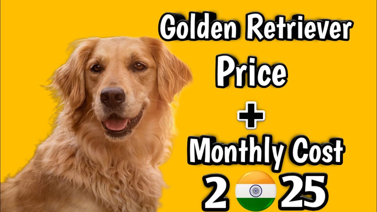Golden Retriever Dog Price in India 2024 Price of Golden Retriever and Monthly Expenses YouTube
