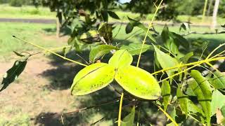 Pawnee Papershell Pecan