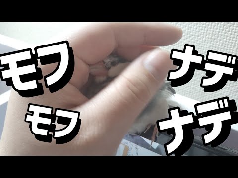 【文鳥】手の中でモフモフナデナデ～