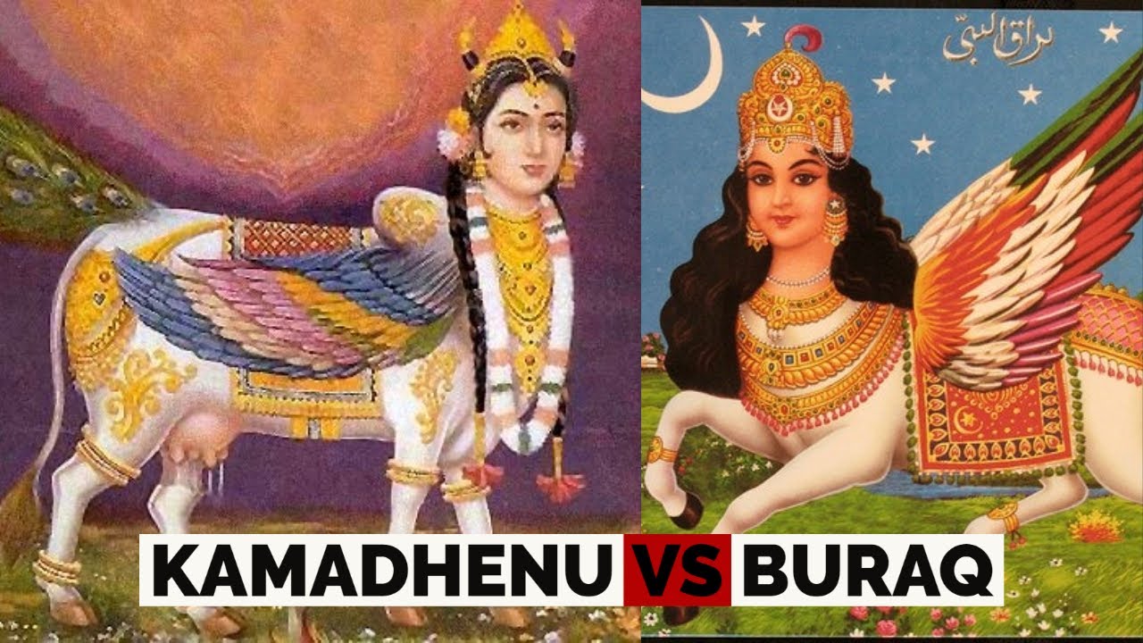 Buraq Vs Kamdhenu YouTube