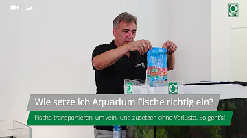 Wie lange kann ein Fisch transportiert werden?