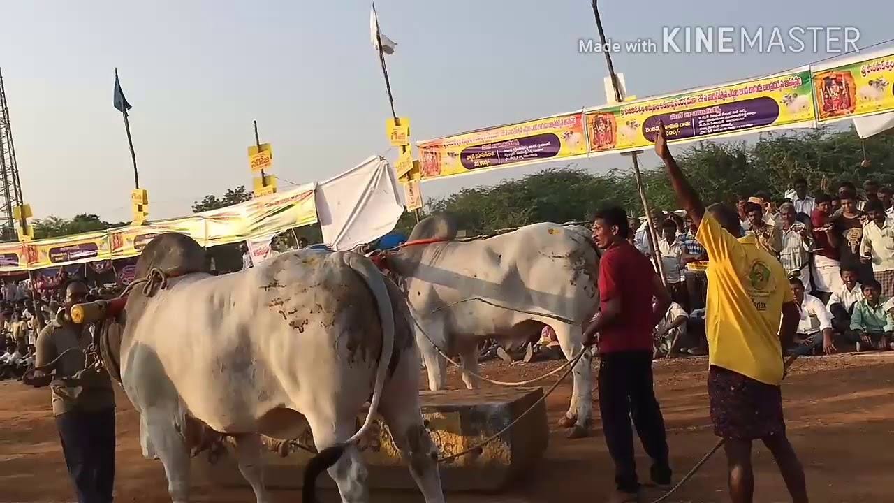 Kasanneni Raja chowdary bulls got 1st place at Gurajala distance covered by 2559 feets in 2017