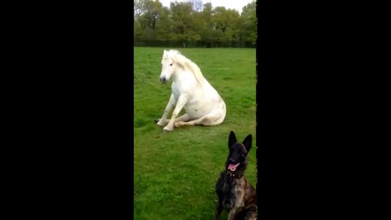 Teaching A Horse To Sit Like A Dog Teaching A Horse To Sit Like A Dog