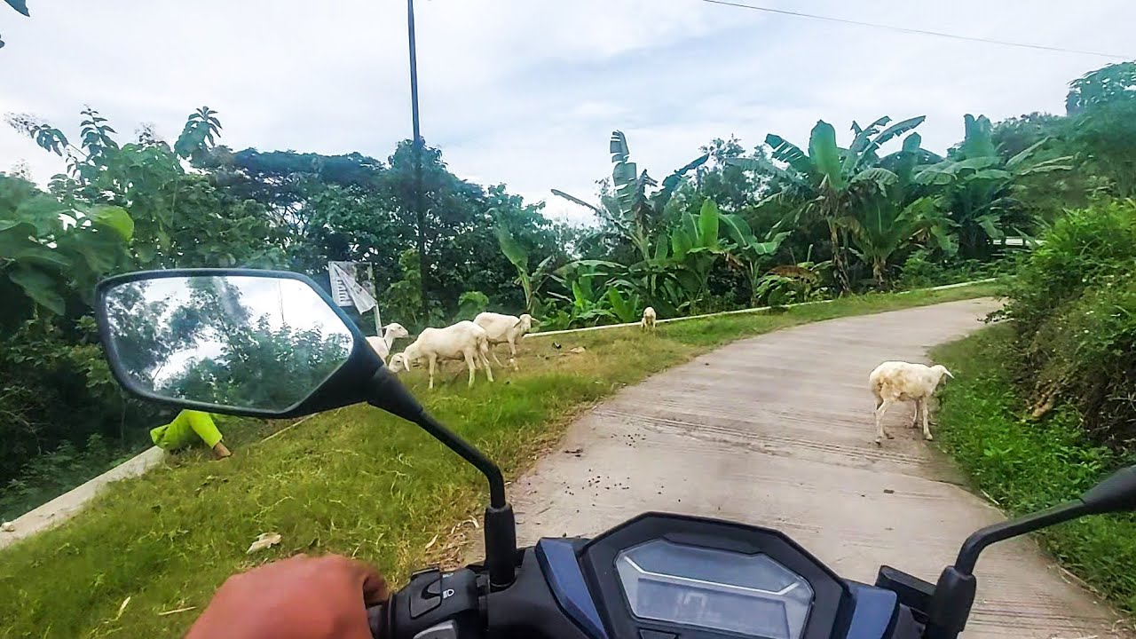 SUASANA PEDESAAN DESA SUMBER MENENG MASIH BANYAK YANG ANGON KAMBING