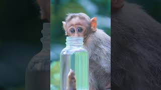 What's the hell？  #shorts #monkey #trap Wealth