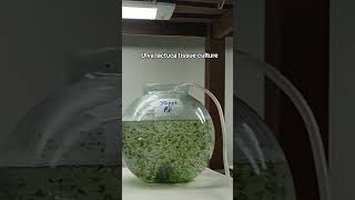 Green seaweed ( Ulva lactuca)  tissue culture #seaweed #greenseaweed #ulvalactuca #seaweedextract