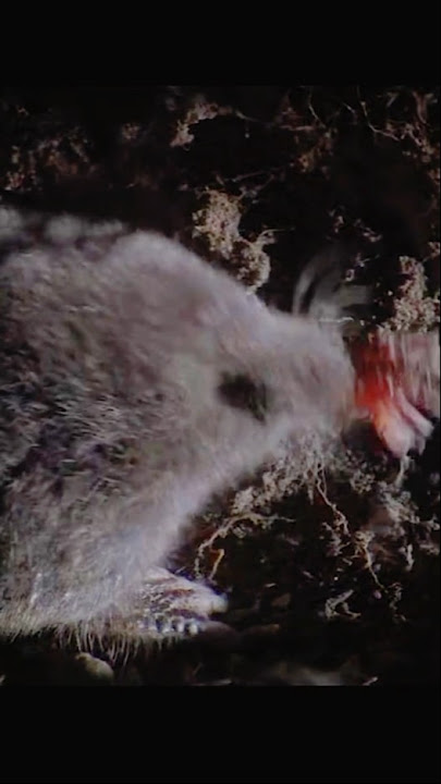 A Star-Shaped Nose Like an Alien’s❗#shorts #animals #nature