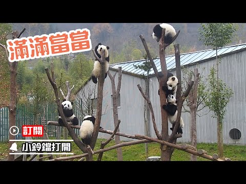 《熊貓早晚安》四川的熊貓樹又結果啦！ | iPanda熊貓頻道