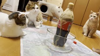 When my son experimented with ramune candy  in cola, the cat's reaction was cute.