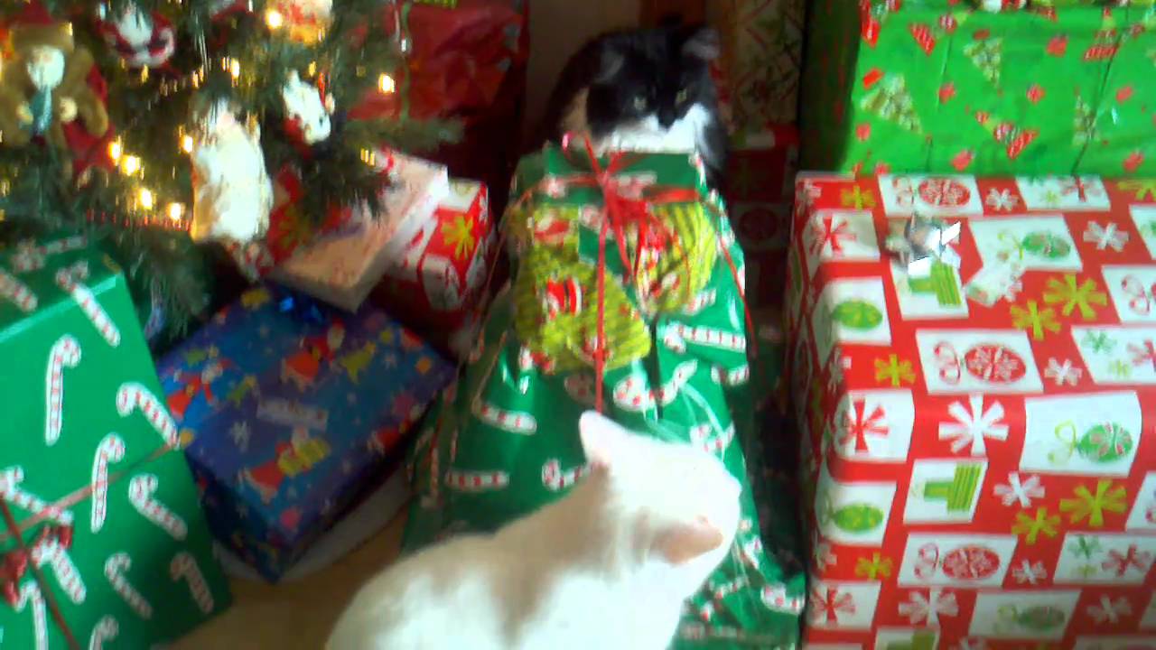 Kitties at Christmas 