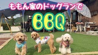 ももん家のドッグランでBBQ！きょうだい集まりました！ by もも&ひろのエンジョイライフ 10 views 1 hour ago 3 minutes, 21 seconds