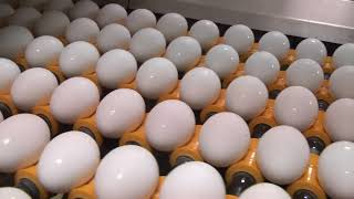 Egg Grading Farm Tour