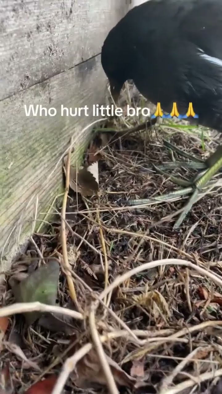 When you just vibing to some prvnci and see a bird u know is the real main character